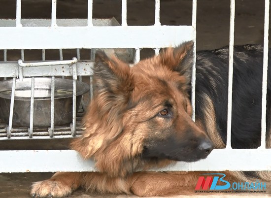 Как обучают минно-разыскных собак для нужд ОМОНа в Волгограде
