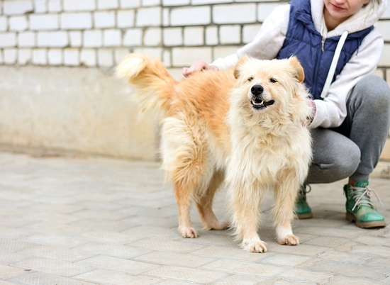 Волгоградские зоозащитники надеются найти дом для собаки-"бабушки"