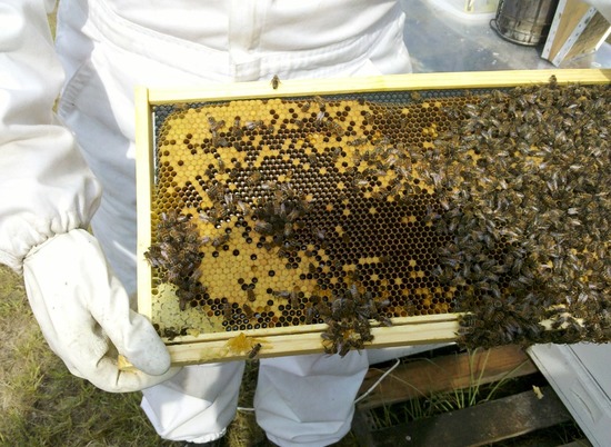 30 апреля: что запрещено делать в День Зосимы-пчельника