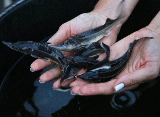 В Волгоградской области браконьеры выловили 133 кг рыбы