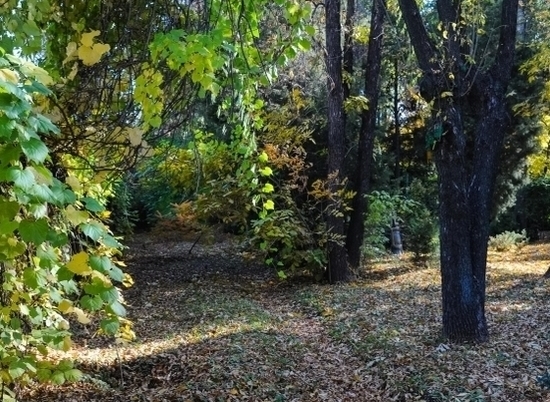 В питомниках Волгоградской области начали посев лесных растений