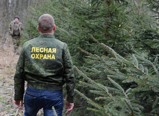 Запрет на прогулки в лесах Волгоградской области продлили