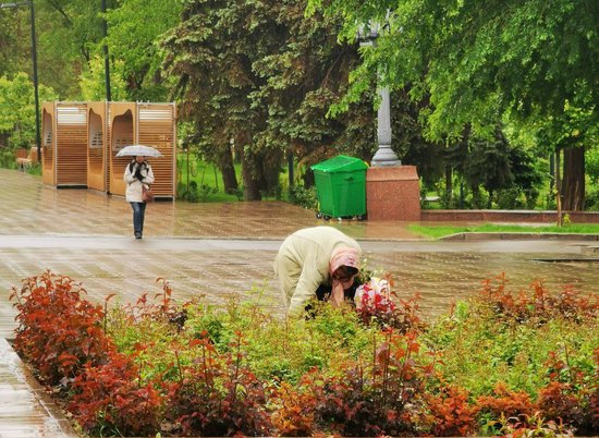 В Волгограде любители бесплатных цветов воруют розы на Набережной