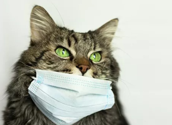 В России у пятилетней кошки диагностировали COVID-19