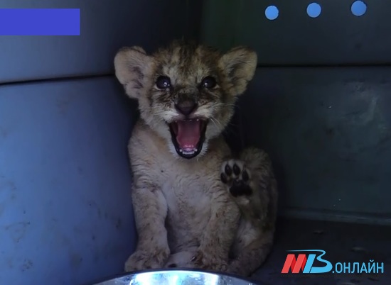 Молочного львенка освободили из голодного плена под Волгоградом