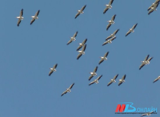 На пруды-испарители «КАУСТИКа» под Волгоградом снова прилетели краснокнижные пеликаны