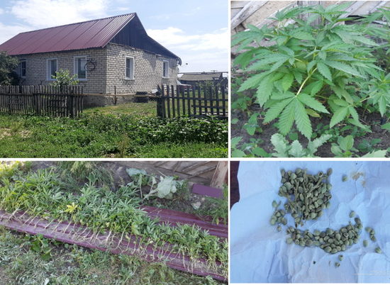У жителя Урюпинского района полицейские нашли 52 куста конопли