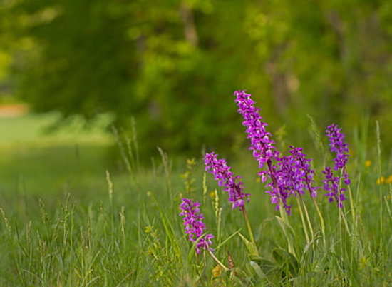 В природном парке под Волгоградом найдены редкие виды орхидей