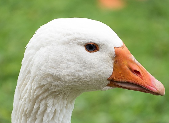 Ученые из США пытались заразить коронавирусом гусей