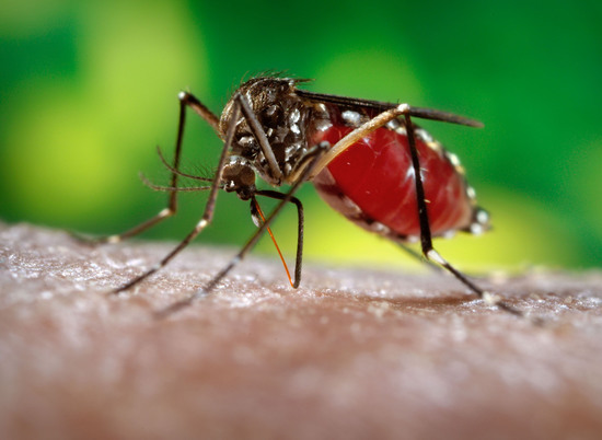 Комары заразили 5 волгоградцев дирофиляриозом