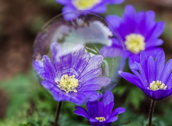 Японские ученые стали опылять растения с помощью мыльных пузырей