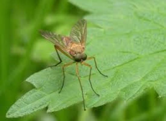 5 волгоградцев заразились паразитами от комаров