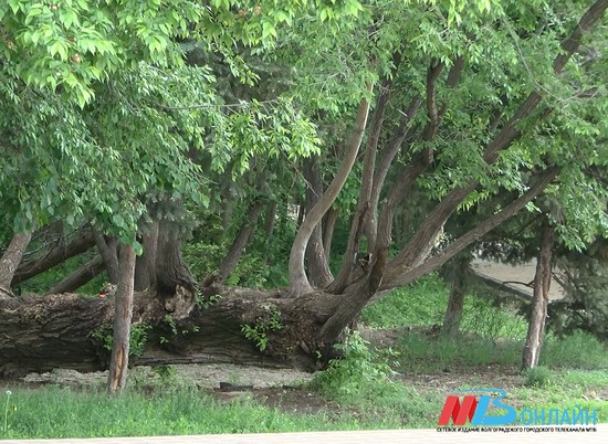 Листовертка и шелкопряд пожирают деревья в волгоградском Заволжье