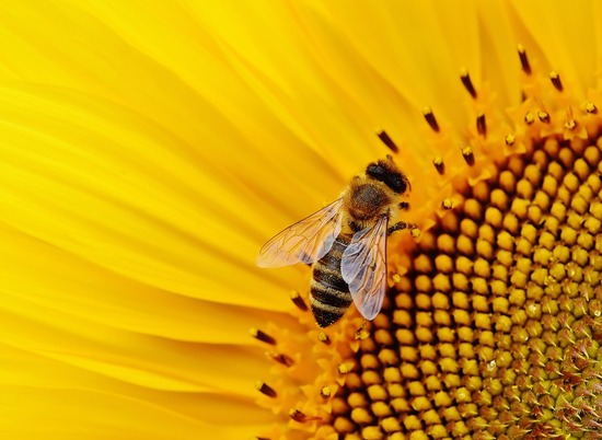 День Зосимы Пчельника отмечается 2 июля по народному календарю