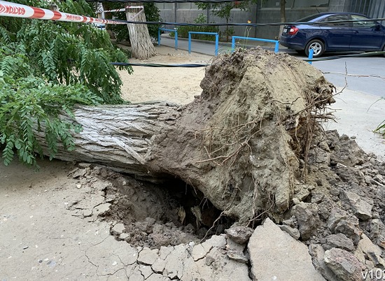 На детскую площадку в центре Волгограда рухнуло дерево