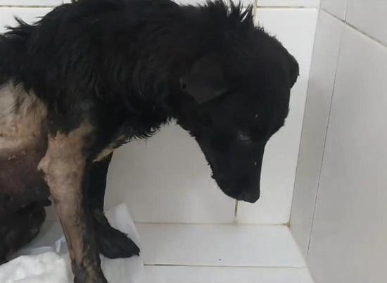 В Волгограде спасли собаку из лужи со смолой
