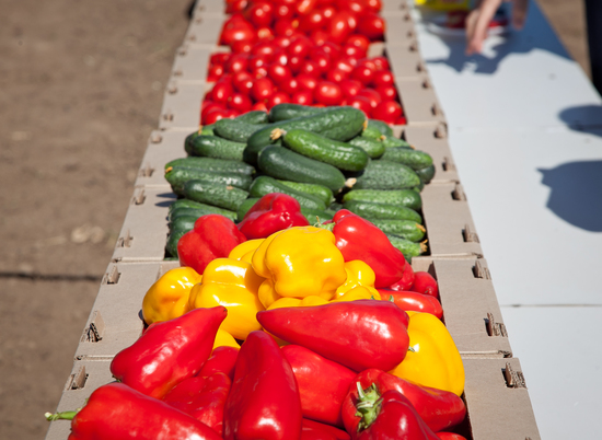 Аграрии Волгоградского региона собрали 7 тысяч тонн овощей