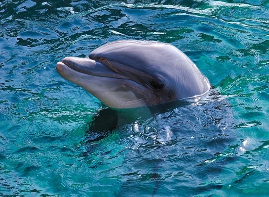 Останки древнего 5-метрового дельфина обнаружили в Южной Каролине