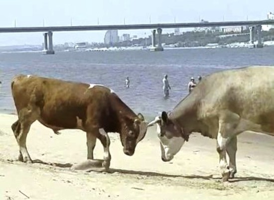 Бой быков попал на видео на пляже «Бобры» в Волгоградской области