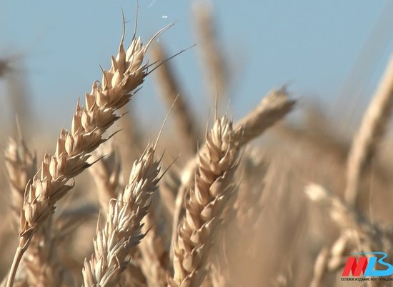 В Волгоградской области собрали 1,7 миллиона тонн зерна