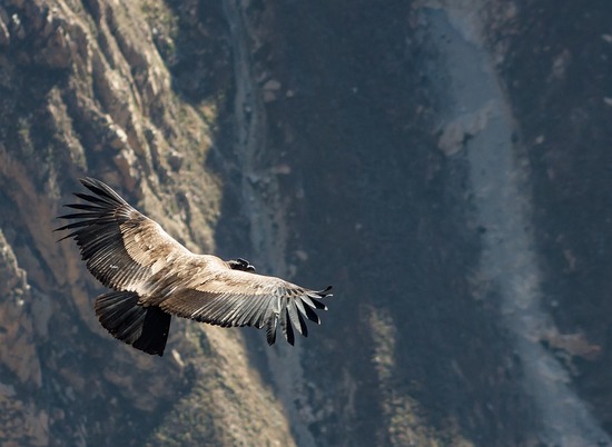 Массивная птица пролетела 172 км, ни разу не взмахнув крыльями