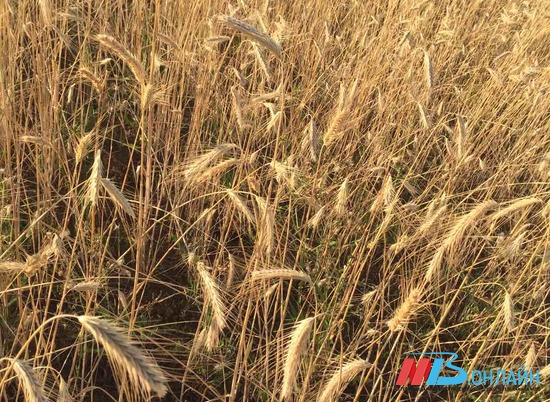 В Волгоградской области назвали районы-лидеры в сборе зерновых культур