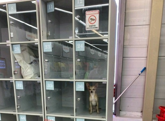 В Волгограде маленькую собачку заперли и оставили ждать в ящике хранения