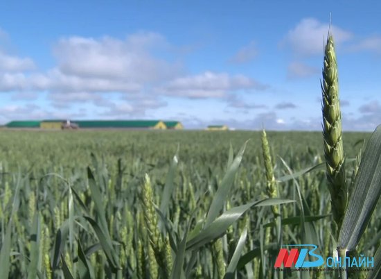 Андрей Бочаров: «В Волгоградской области выполнен план по заготовке зерна»