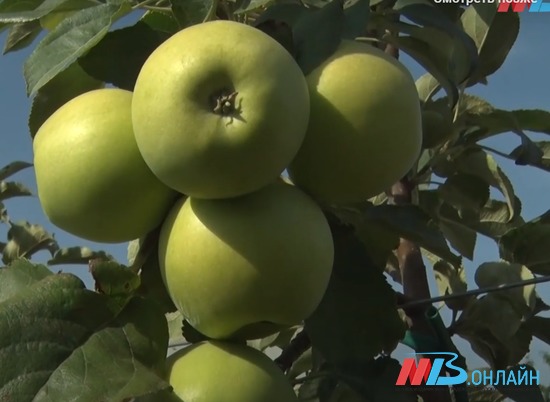 На российских рынках в июле резко подорожали яблоки