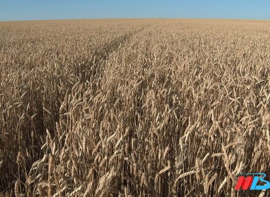 4,7 млн тонн зерна собрали волгоградские аграрии