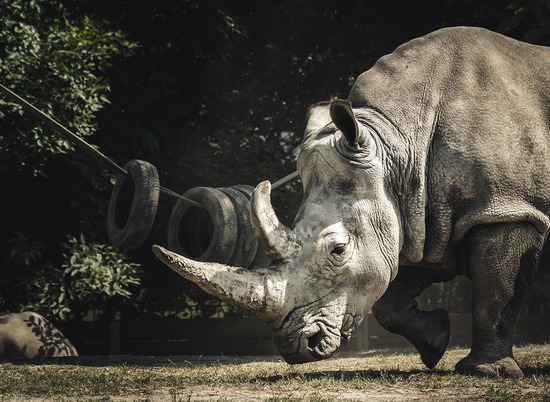 Причиной вымирания шерстистых носорогов назвали изменение климата