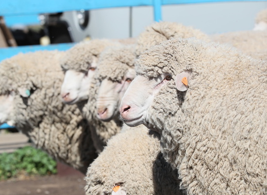 В Волгоградской области увеличивают поголовье овец