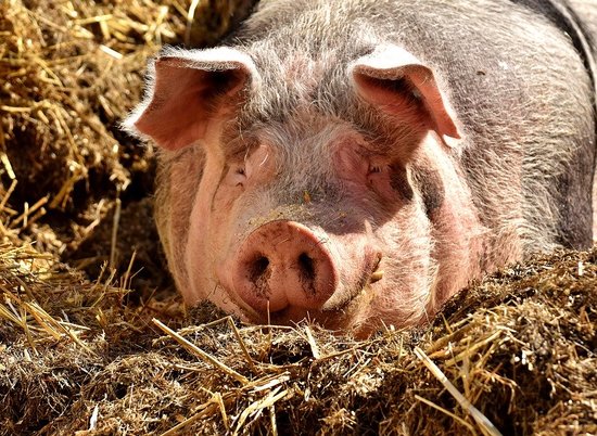 Биологам удалось вырастить новую печень в лимфатических узлах свиней