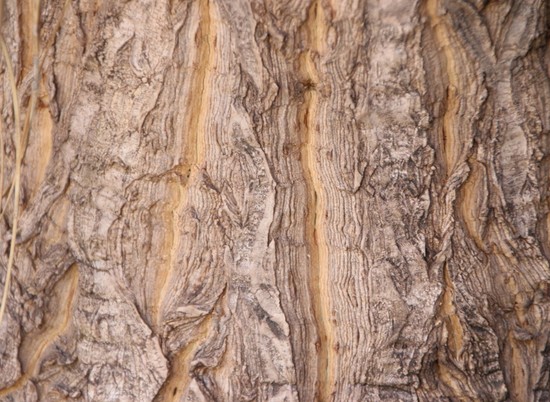 В Перу на безжизненной земле обнаружили огромное окаменелое дерево