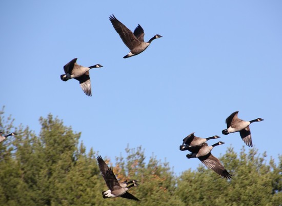В Волгоградской области стартовал сезон охоты на птиц