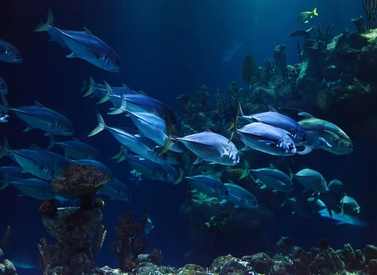Обнаружены 11 новых видов сухопутных рыб