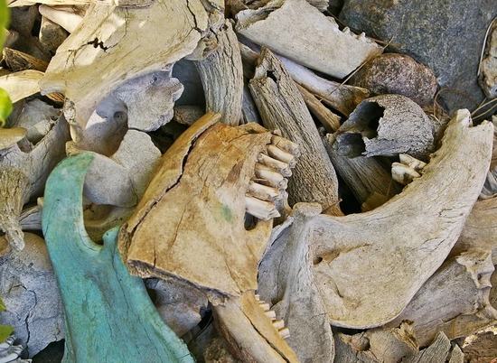 На Алтае обнаружили зубы неандертальцев