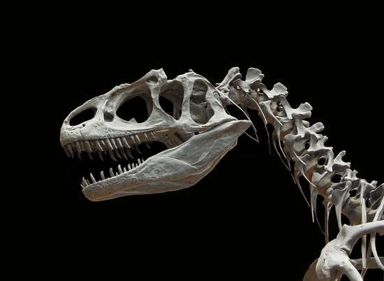 Новый вид беззубых динозавров обнаружен в пустыне Гоби