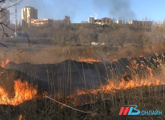 В Волгоградской области с начала года зафиксировали 54 лесных пожара