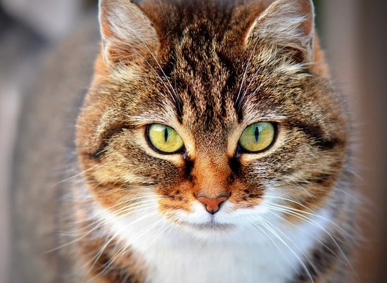 Британские ученые рассказали посредством чего можно общаться с кошками