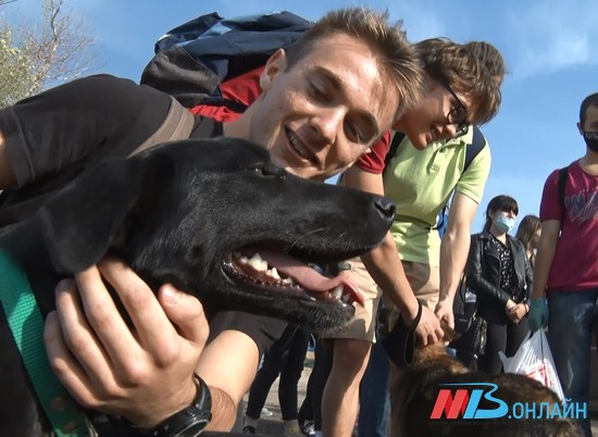 Подкинутые в приют щенки в Волгограде нашли новых хозяев