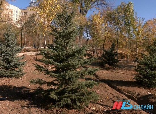 Одному из старейших парков Волгограда вернули вечнозеленые деревья