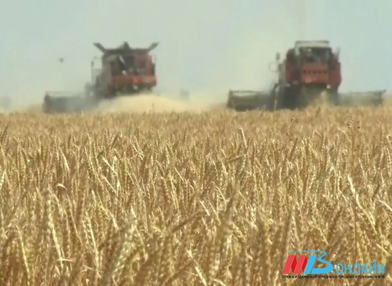 Волгоградская область собрала третий по величине в России урожай пшеницы