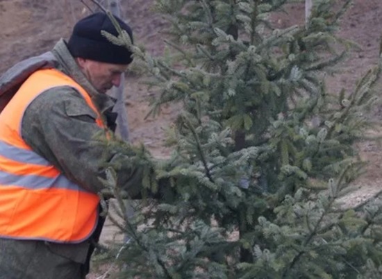 2000 деревьев и кустарников сажают в Волгограде