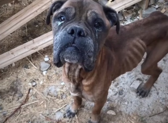 Волгоградские зоозащитники спасают истощённую породистую собаку