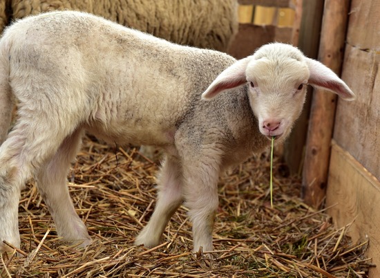У фермера в Волгоградской области обнаружили 535 овец без документов