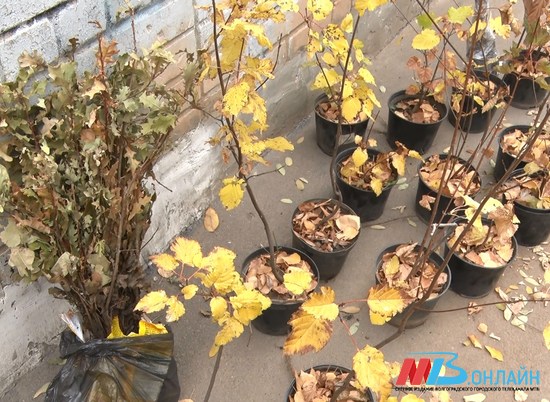 250 деревьев высадили школьники, учителя и экоактивисты во дворе гимназии в Волгограде