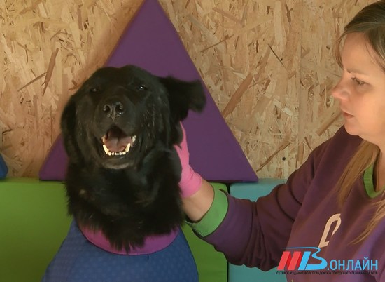 Собаки-терапевты будут лечить детей с аутизмом и синдромом Дауна в Волгоградской области