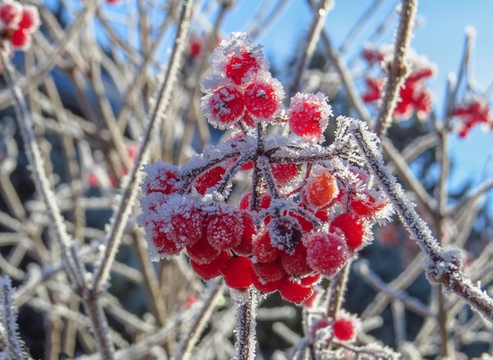 Заморозки до -10º ожидаются в Волгоградской области