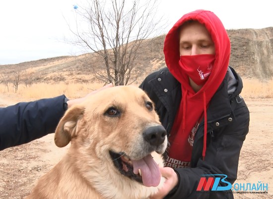 «Догшанс» помог бездомным животным Волгограда в День доброты